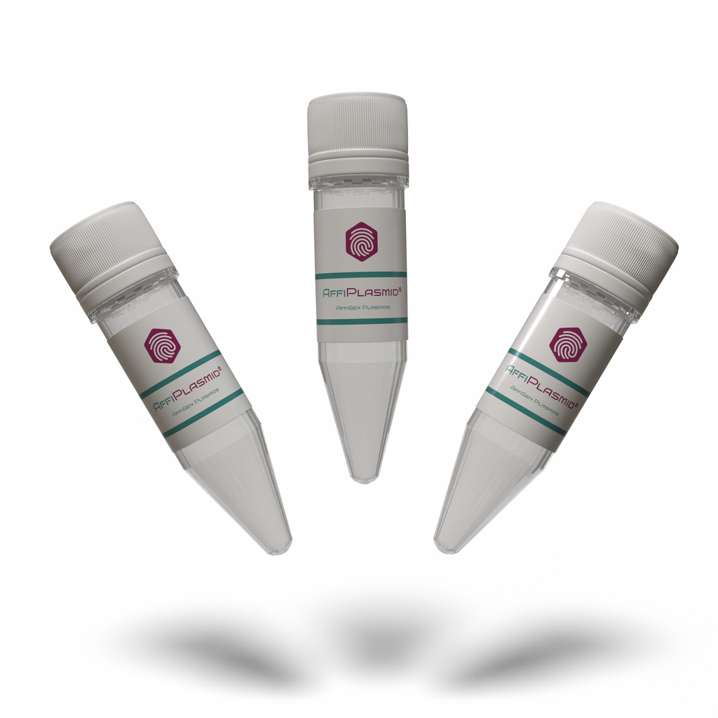 AffiPLASMID® pLV3-CMV-AAMP (human) -3×FLAG-CopGFP-Puro