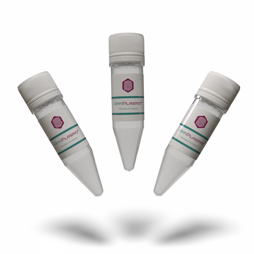 [AFG-NVF-000002] AffiPLASMID® 1.3xWT HBV-Luciferase Plasmid