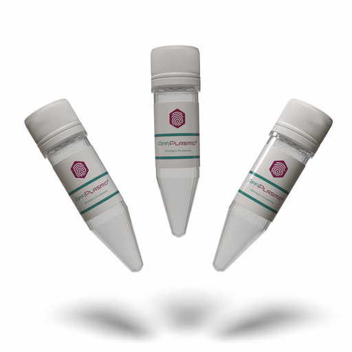 [AFG-GNC-3536] AffiPLASMID® pCDNA6-V5-His-CaV1.2-m